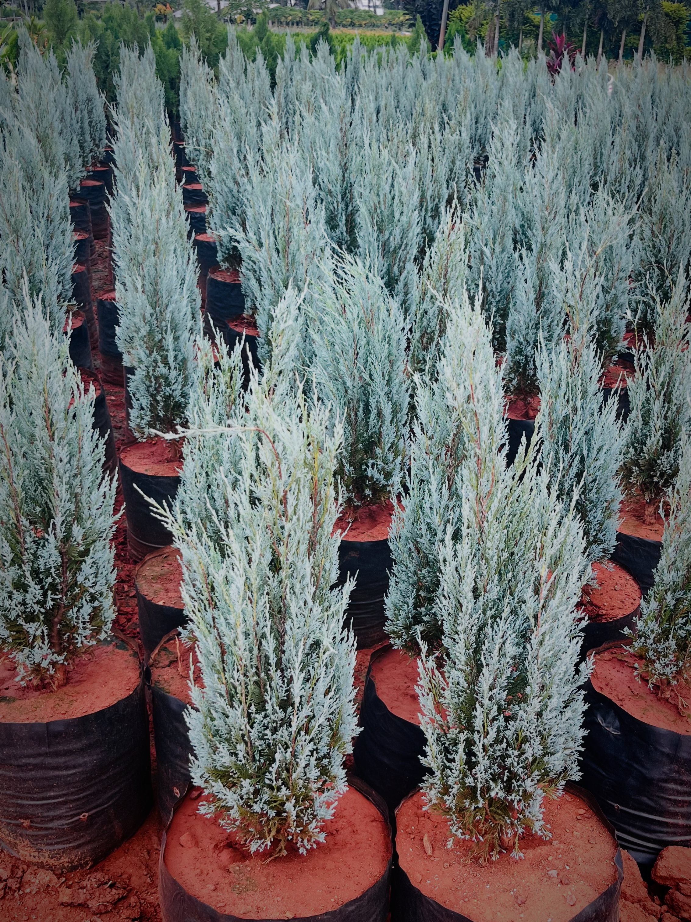 Garden Plant KAR Nursery